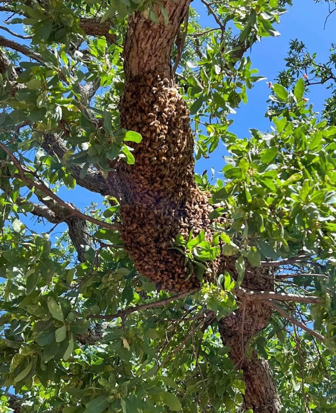 A large honey bee swarm clustered on a tree trunk